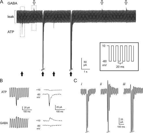 https://cdn.ncbi.nlm.nih.gov/pmc/blobs/5540/2151613/ed96d2210701/jgp1290221f05.jpg