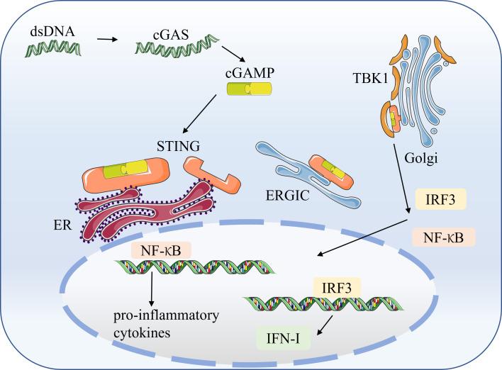 https://cdn.ncbi.nlm.nih.gov/pmc/blobs/5544/9891206/7eb0172b291a/fimmu-13-1095577-g002.jpg