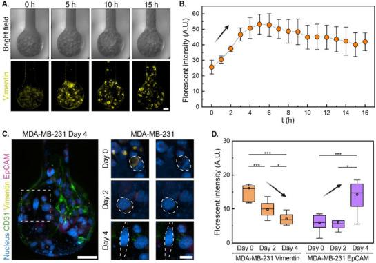 https://cdn.ncbi.nlm.nih.gov/pmc/blobs/5547/12232236/6402127f5b2b/ADMA-37-2501466-g003.jpg