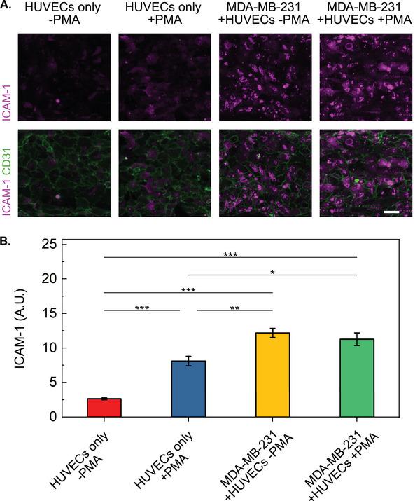 https://cdn.ncbi.nlm.nih.gov/pmc/blobs/5547/12232236/74986c3a1719/ADMA-37-2501466-g005.jpg