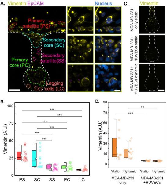 https://cdn.ncbi.nlm.nih.gov/pmc/blobs/5547/12232236/fa5e1c426093/ADMA-37-2501466-g001.jpg