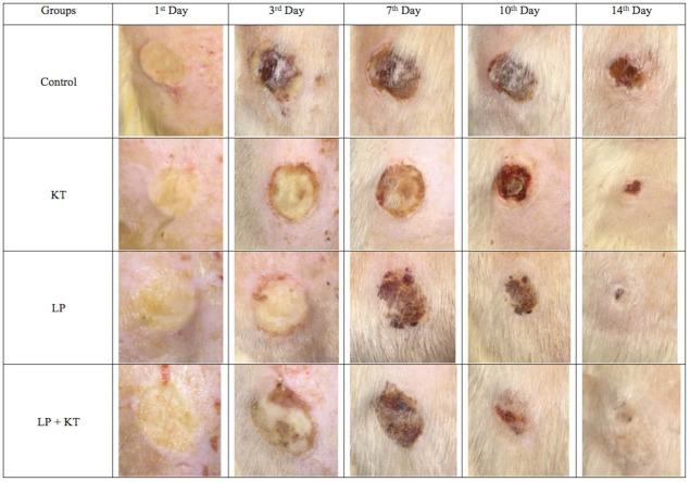 https://cdn.ncbi.nlm.nih.gov/pmc/blobs/5549/5915708/34afee0a0f03/bi-8-5-g005.jpg