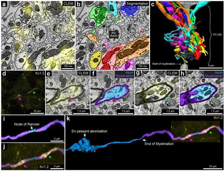 https://cdn.ncbi.nlm.nih.gov/pmc/blobs/554a/10350204/6cba2d1fc670/nihpp-rs3121892v1-f0006.jpg