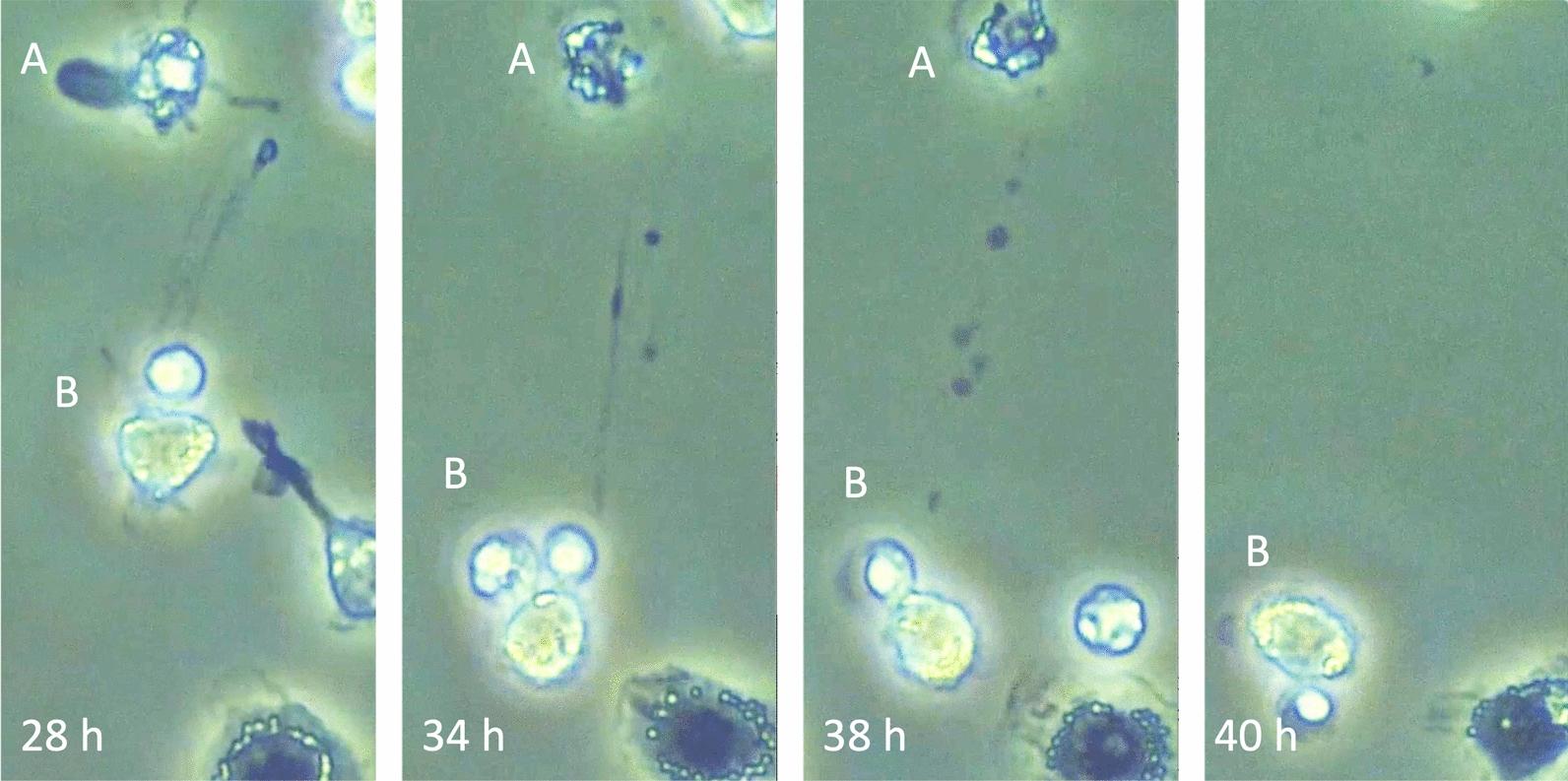 https://cdn.ncbi.nlm.nih.gov/pmc/blobs/554f/11520123/36c142ea4da2/40560_2024_754_Fig6_HTML.jpg