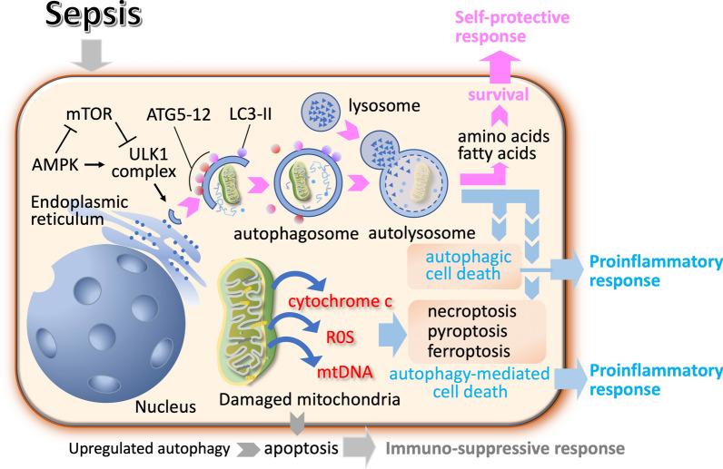 https://cdn.ncbi.nlm.nih.gov/pmc/blobs/554f/11520123/925ec223aeaf/40560_2024_754_Fig1_HTML.jpg