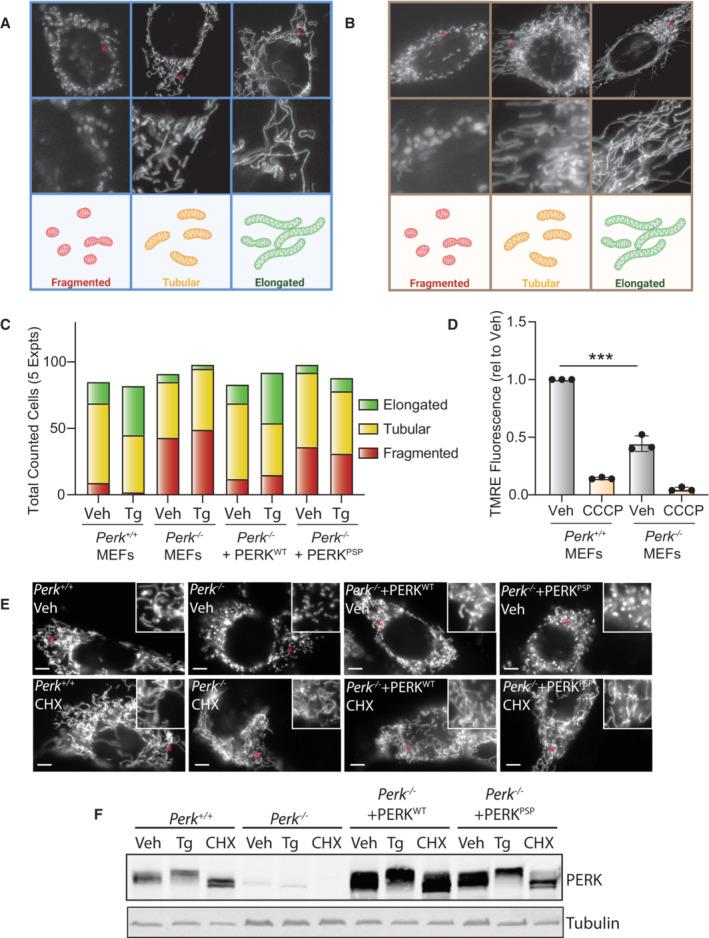 https://cdn.ncbi.nlm.nih.gov/pmc/blobs/5551/10390871/047a7216b3d6/EMBJ-42-e113908-g007.jpg