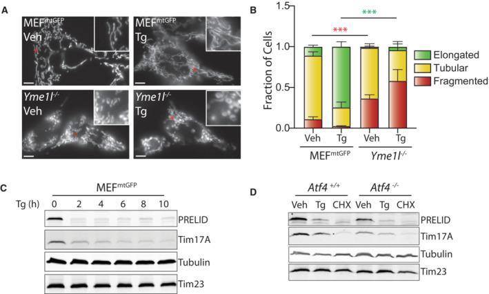 https://cdn.ncbi.nlm.nih.gov/pmc/blobs/5551/10390871/8d923baffebd/EMBJ-42-e113908-g004.jpg
