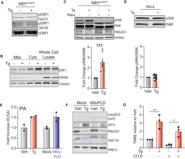 https://cdn.ncbi.nlm.nih.gov/pmc/blobs/5551/10390871/aeb065b3643b/EMBJ-42-e113908-g008.jpg