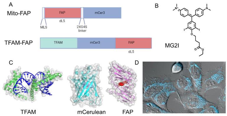 https://cdn.ncbi.nlm.nih.gov/pmc/blobs/5552/9599259/5e15a610f8bd/biomedicines-10-02459-g002.jpg