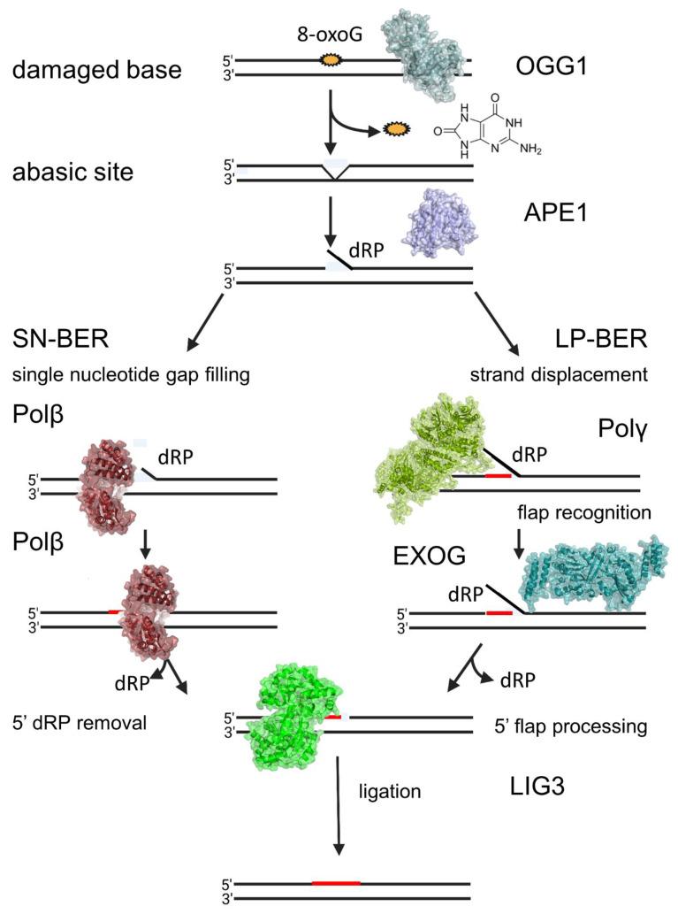 https://cdn.ncbi.nlm.nih.gov/pmc/blobs/5552/9599259/843ae129fd16/biomedicines-10-02459-g001.jpg