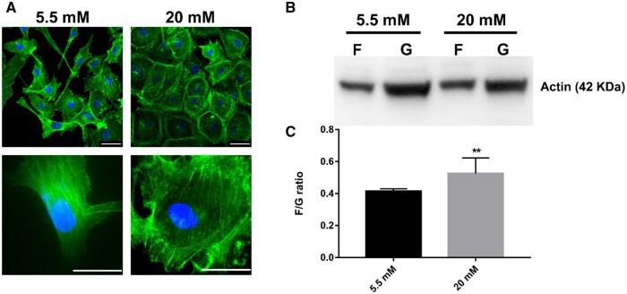 https://cdn.ncbi.nlm.nih.gov/pmc/blobs/5558/10858347/478bf4e60b25/rbae004f2.jpg