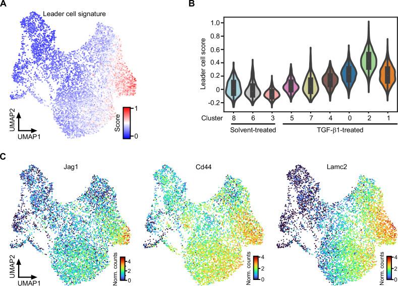 https://cdn.ncbi.nlm.nih.gov/pmc/blobs/5558/12092639/12f150f36f39/41389_2025_560_Fig2_HTML.jpg
