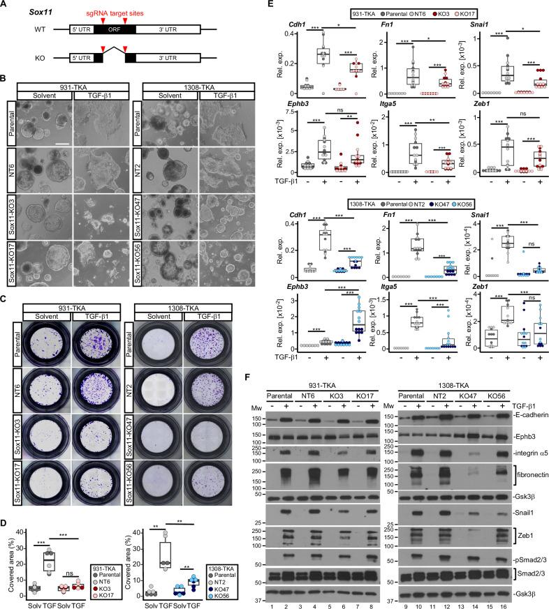 https://cdn.ncbi.nlm.nih.gov/pmc/blobs/5558/12092639/25b16fea3903/41389_2025_560_Fig4_HTML.jpg