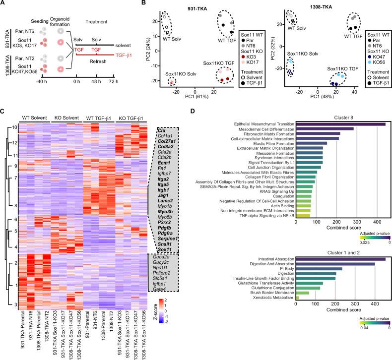 https://cdn.ncbi.nlm.nih.gov/pmc/blobs/5558/12092639/af15a5f1a012/41389_2025_560_Fig5_HTML.jpg