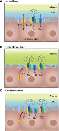 https://cdn.ncbi.nlm.nih.gov/pmc/blobs/5559/7673816/983dc15062f4/abc5911-F5.jpg