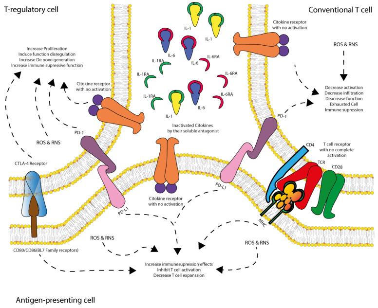 https://cdn.ncbi.nlm.nih.gov/pmc/blobs/555a/12154509/18cbbf6d87e4/cells-14-00808-g005.jpg