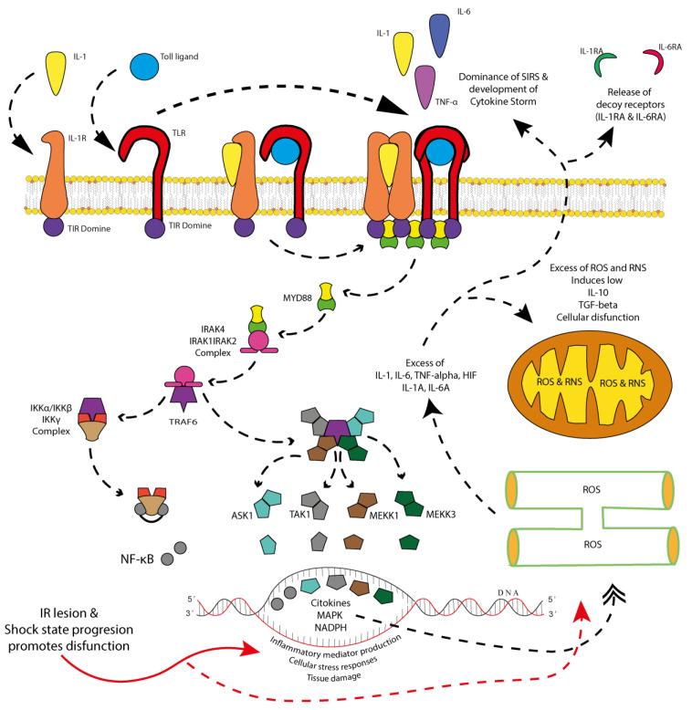 https://cdn.ncbi.nlm.nih.gov/pmc/blobs/555a/12154509/d812ba91e521/cells-14-00808-g004.jpg
