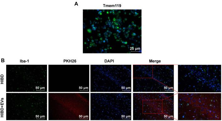 https://cdn.ncbi.nlm.nih.gov/pmc/blobs/555d/12097387/183a134efbe3/bb-2024-10706f7.jpg
