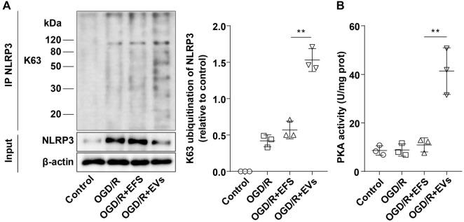 https://cdn.ncbi.nlm.nih.gov/pmc/blobs/555d/12097387/1f3dbdff3914/bb-2024-10706f5.jpg