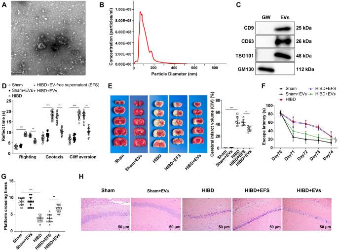 https://cdn.ncbi.nlm.nih.gov/pmc/blobs/555d/12097387/4f7add569643/bb-2024-10706f1.jpg