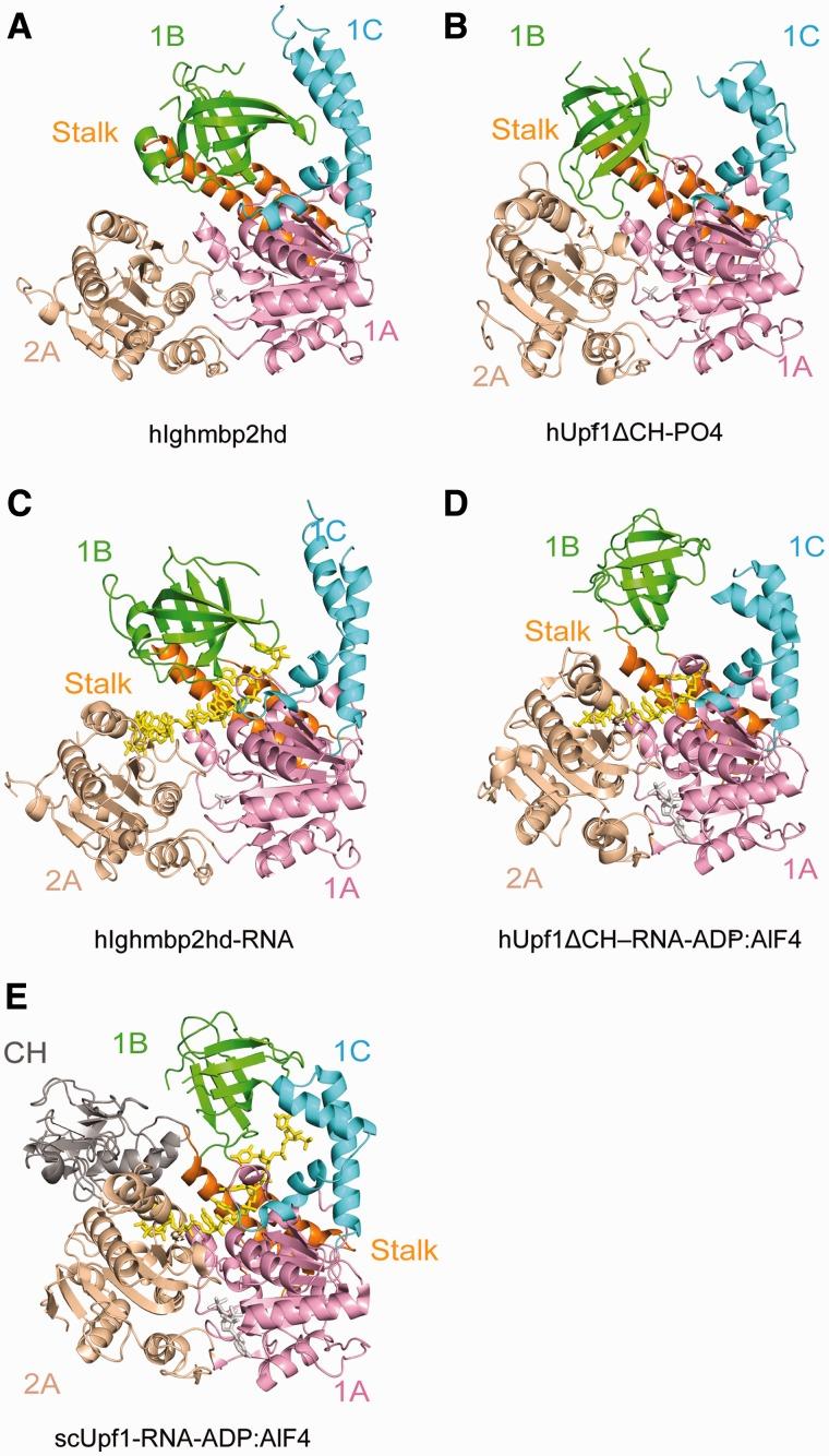 https://cdn.ncbi.nlm.nih.gov/pmc/blobs/555f/3505976/63ec09ae66ca/gks792f4p.jpg