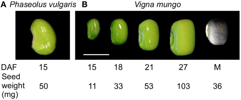 https://cdn.ncbi.nlm.nih.gov/pmc/blobs/5560/3606967/167c809473cf/fpls-04-00060-g001.jpg