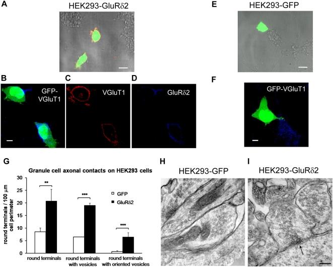 https://cdn.ncbi.nlm.nih.gov/pmc/blobs/5561/2666267/b76f8484c262/pone.0005243.g001.jpg