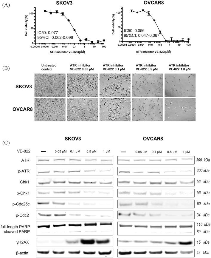 https://cdn.ncbi.nlm.nih.gov/pmc/blobs/5561/8013598/5c499a97b3c4/10.1177_1758835920982853-fig7.jpg