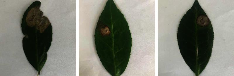 https://cdn.ncbi.nlm.nih.gov/pmc/blobs/5566/9873464/89f0bb9ce9a0/CIN2023-7876302.001.jpg