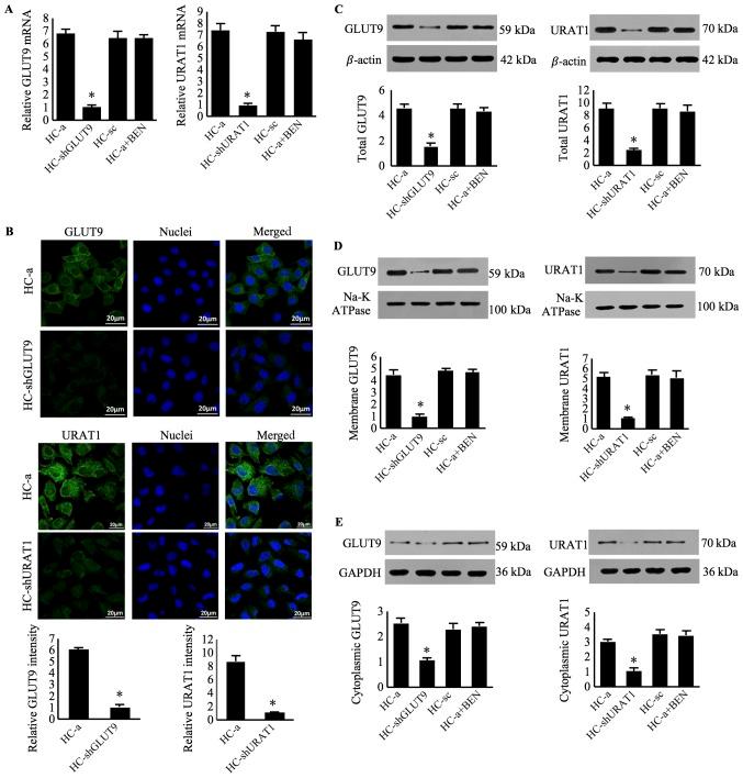 https://cdn.ncbi.nlm.nih.gov/pmc/blobs/5569/6625399/25f22200995b/MMR-20-02-1645-g02.jpg
