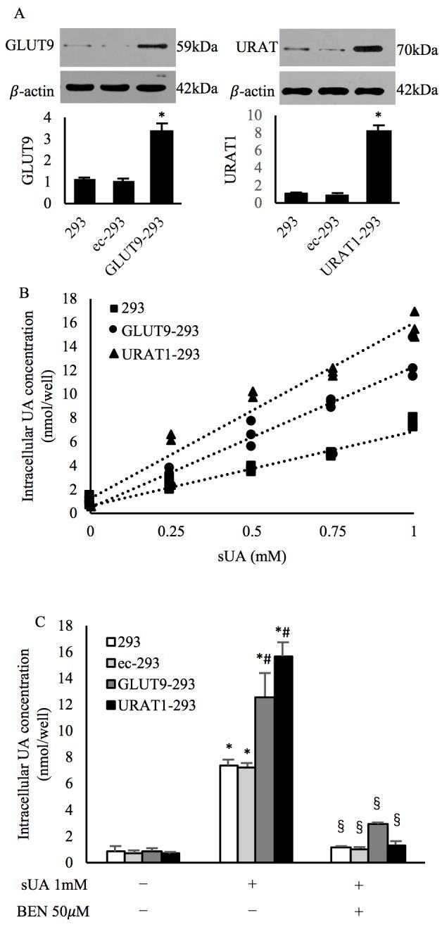 https://cdn.ncbi.nlm.nih.gov/pmc/blobs/5569/6625399/520337d9cac1/MMR-20-02-1645-g04.jpg