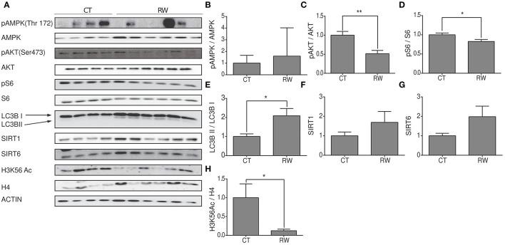 https://cdn.ncbi.nlm.nih.gov/pmc/blobs/556b/9344923/0d41a4d1eae1/fnins-16-897005-g0006.jpg