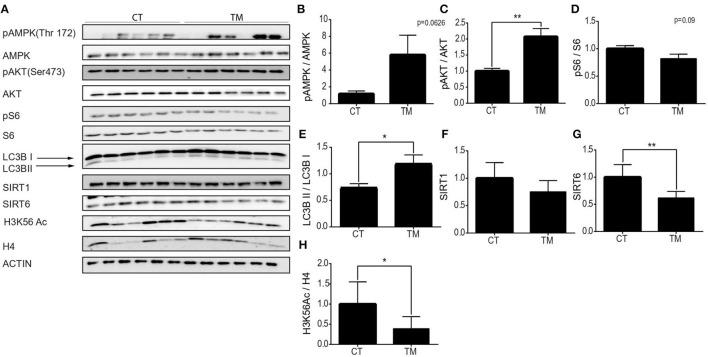 https://cdn.ncbi.nlm.nih.gov/pmc/blobs/556b/9344923/90f2703fee0e/fnins-16-897005-g0005.jpg