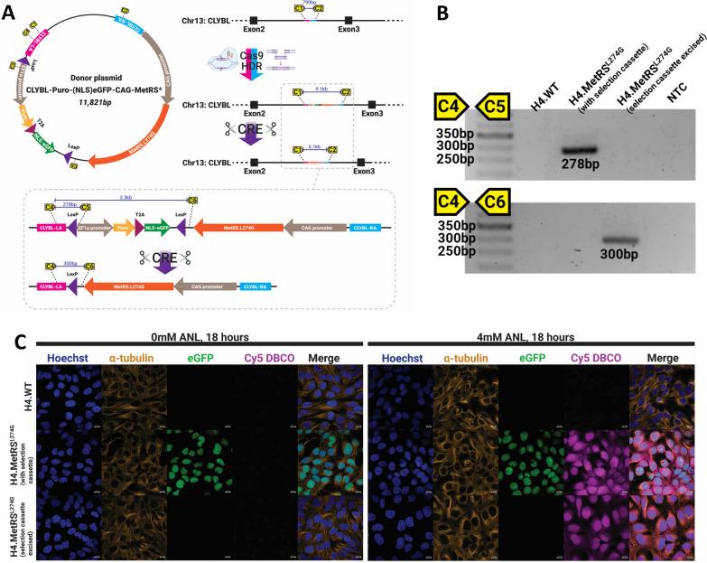 https://cdn.ncbi.nlm.nih.gov/pmc/blobs/556c/10557244/8533d983f010/13287_2023_3515_Fig1_HTML.jpg