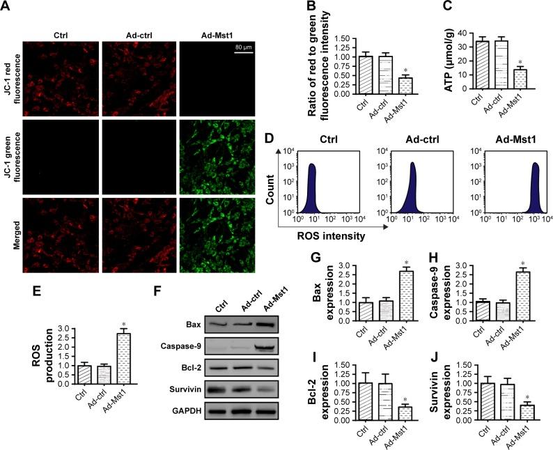 https://cdn.ncbi.nlm.nih.gov/pmc/blobs/556d/6376886/c047f866c39a/ott-12-1147Fig2.jpg
