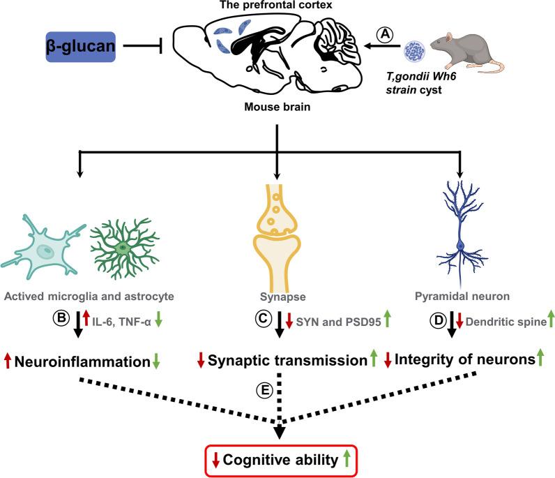 https://cdn.ncbi.nlm.nih.gov/pmc/blobs/556d/9926625/9a0e5c3cef08/13071_2023_5686_Fig7_HTML.jpg