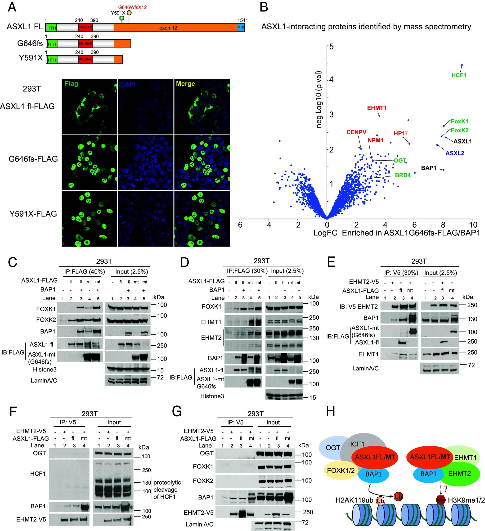 https://cdn.ncbi.nlm.nih.gov/pmc/blobs/5571/11725933/b0c7750d62ab/pnas.2413302121fig01.jpg