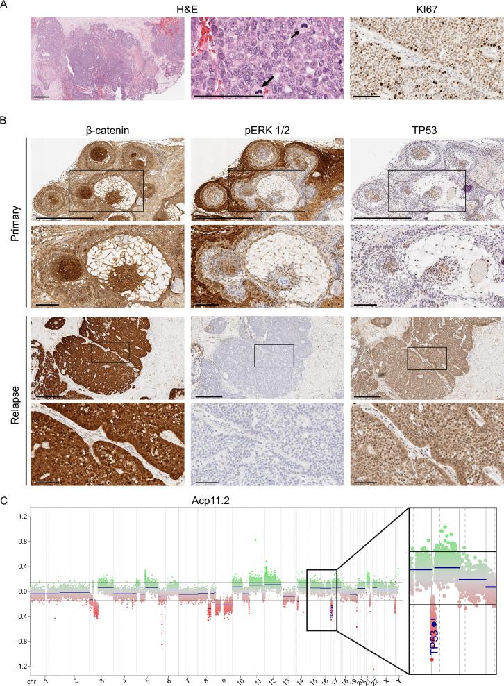 https://cdn.ncbi.nlm.nih.gov/pmc/blobs/5573/11316312/74f13934a3dc/40478_2024_1838_Fig3_HTML.jpg