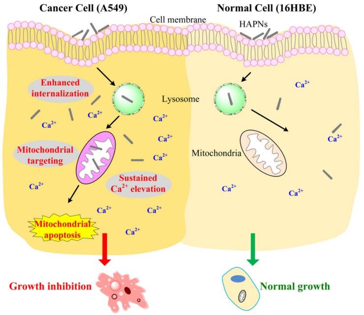https://cdn.ncbi.nlm.nih.gov/pmc/blobs/5573/9569977/5d3e32e02e18/ijms-23-11352-g004.jpg