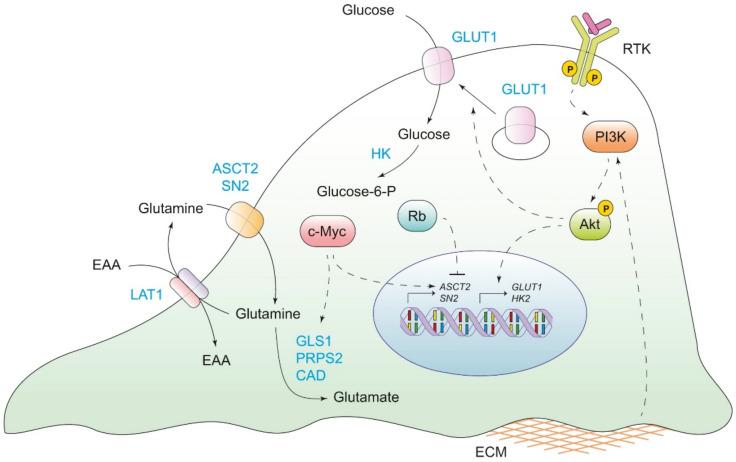 https://cdn.ncbi.nlm.nih.gov/pmc/blobs/5573/9569977/9b92799eff32/ijms-23-11352-g001.jpg