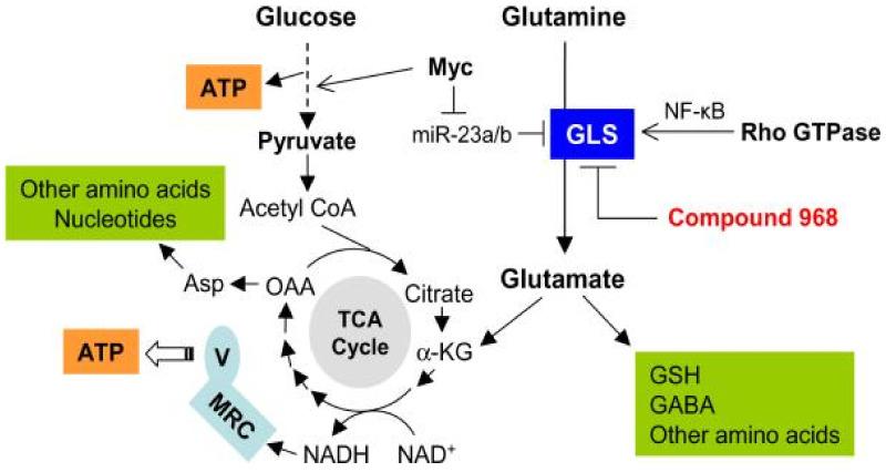 https://cdn.ncbi.nlm.nih.gov/pmc/blobs/5573/9569977/a9616a62582f/ijms-23-11352-g002.jpg