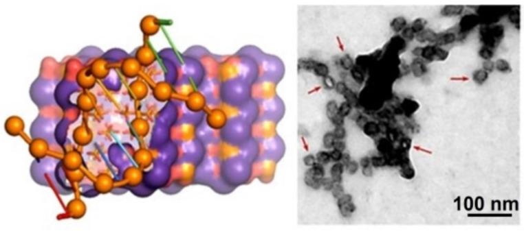 https://cdn.ncbi.nlm.nih.gov/pmc/blobs/5573/9569977/f46c74856135/ijms-23-11352-g007.jpg
