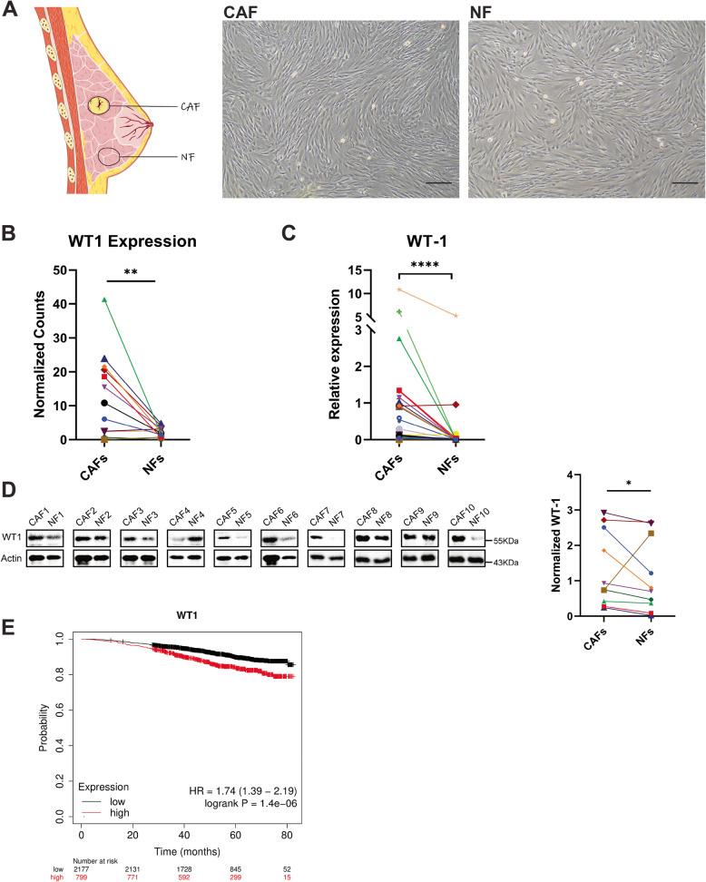 https://cdn.ncbi.nlm.nih.gov/pmc/blobs/5577/12211983/bd30a1bdcebe/12964_2025_2292_Fig1_HTML.jpg