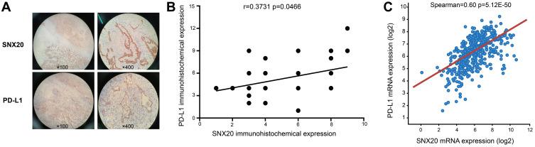 https://cdn.ncbi.nlm.nih.gov/pmc/blobs/5577/7555289/84e163f5b773/OTT-13-10075-g0003.jpg