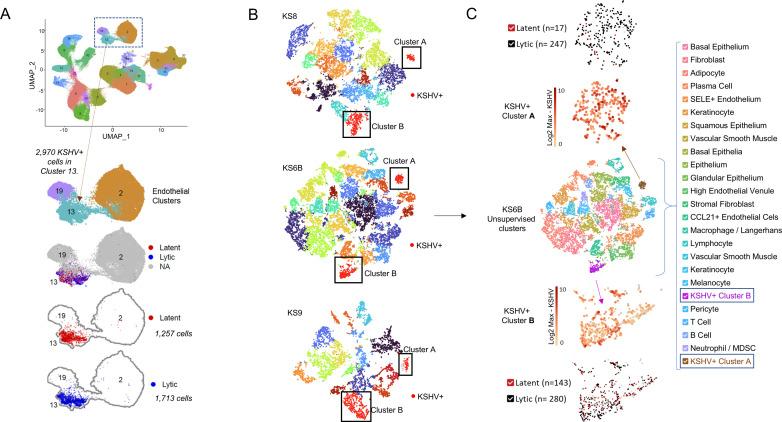 https://cdn.ncbi.nlm.nih.gov/pmc/blobs/5579/11984749/3a8d17d2b137/ppat.1012233.g002.jpg