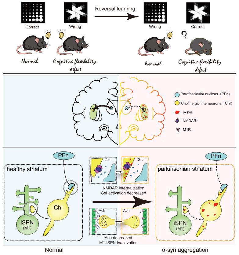https://cdn.ncbi.nlm.nih.gov/pmc/blobs/557f/11351470/4d7016c77366/biomedicines-12-01634-g008.jpg