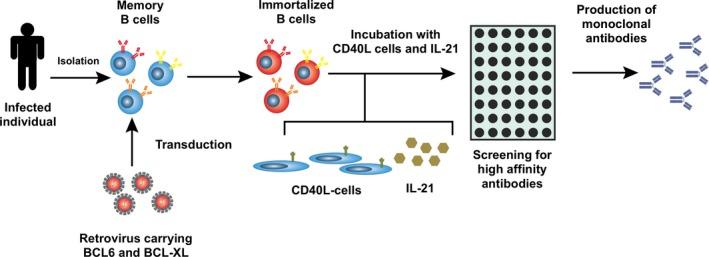 https://cdn.ncbi.nlm.nih.gov/pmc/blobs/5583/4755196/ec782bb815d4/IMR-270-65-g001.jpg