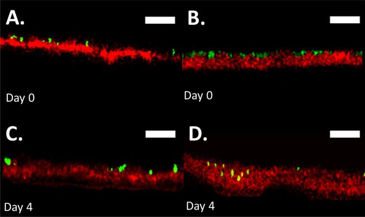 https://cdn.ncbi.nlm.nih.gov/pmc/blobs/5583/9241919/0fd2649efb58/spectrum.02744-21-f001.jpg