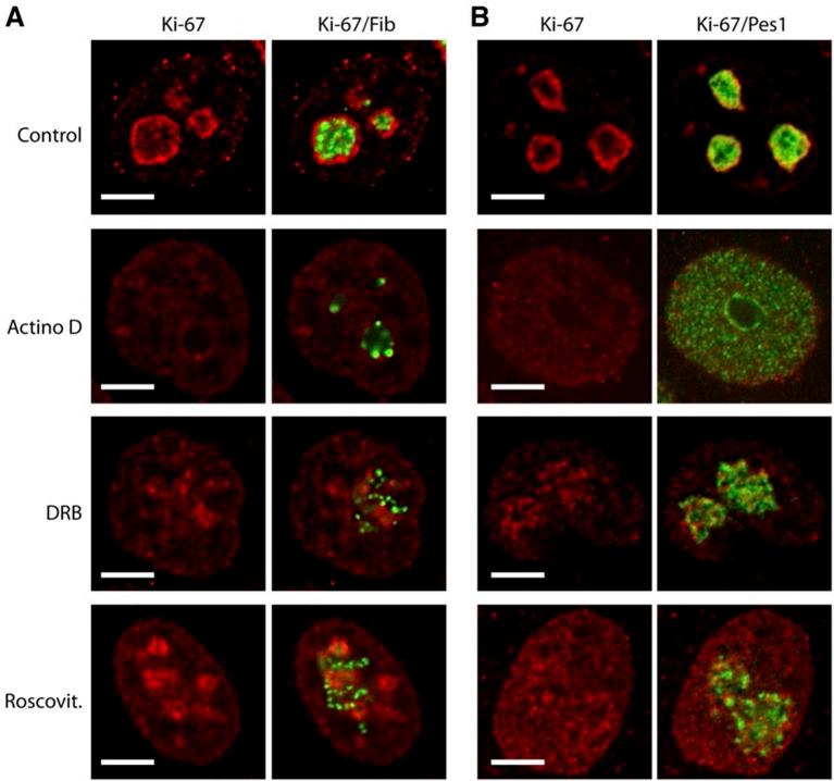 https://cdn.ncbi.nlm.nih.gov/pmc/blobs/5587/4841783/0396586fffad/elife-13722-fig7-figsupp2.jpg