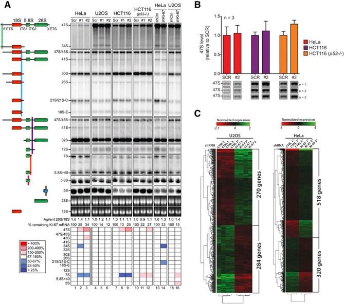 https://cdn.ncbi.nlm.nih.gov/pmc/blobs/5587/4841783/1bd072f9d751/elife-13722-fig8.jpg